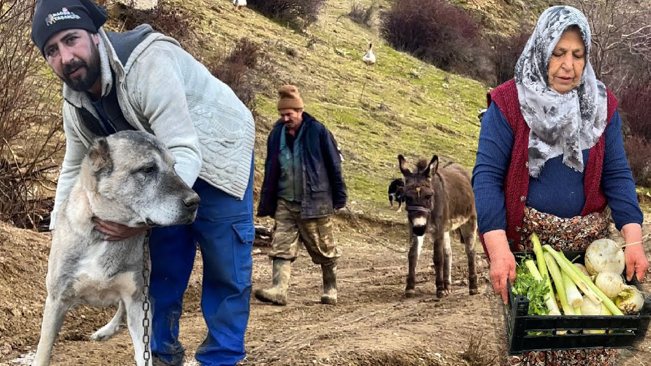 DESTAN ÖLDÜ !!! HEDİYE GELEN KANGAL KÖPEĞİMİZİ KAYBETTİK / 100 KOYUNDAN 100 KUZU ALIRSAK ŞAPKAYI AT