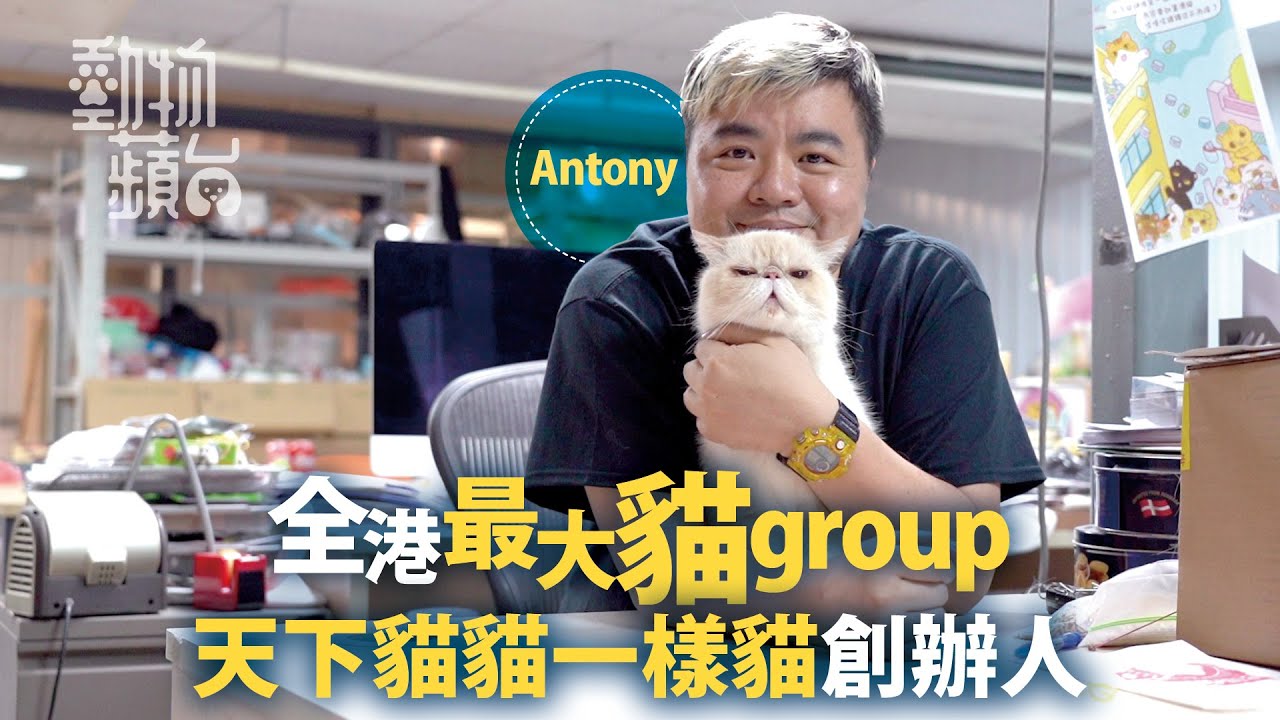 前富豪攝影師救數百街貓創本地最大貓群  「天下貓貓一樣貓」凝聚近20萬貓奴（果籽）