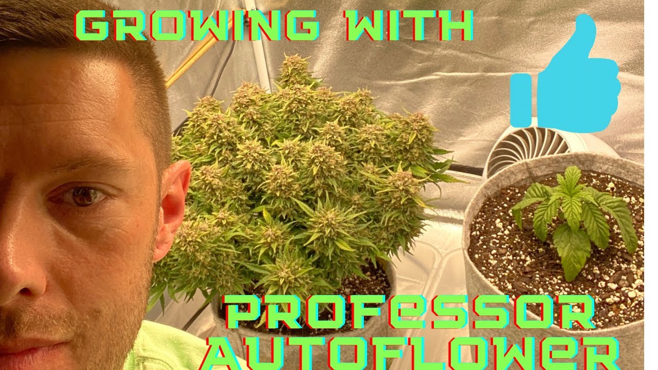 Professor Autoflower Grows | LST Tutorial | Sage Scout - NightOwl Seeds | Double Grape - Mephisto