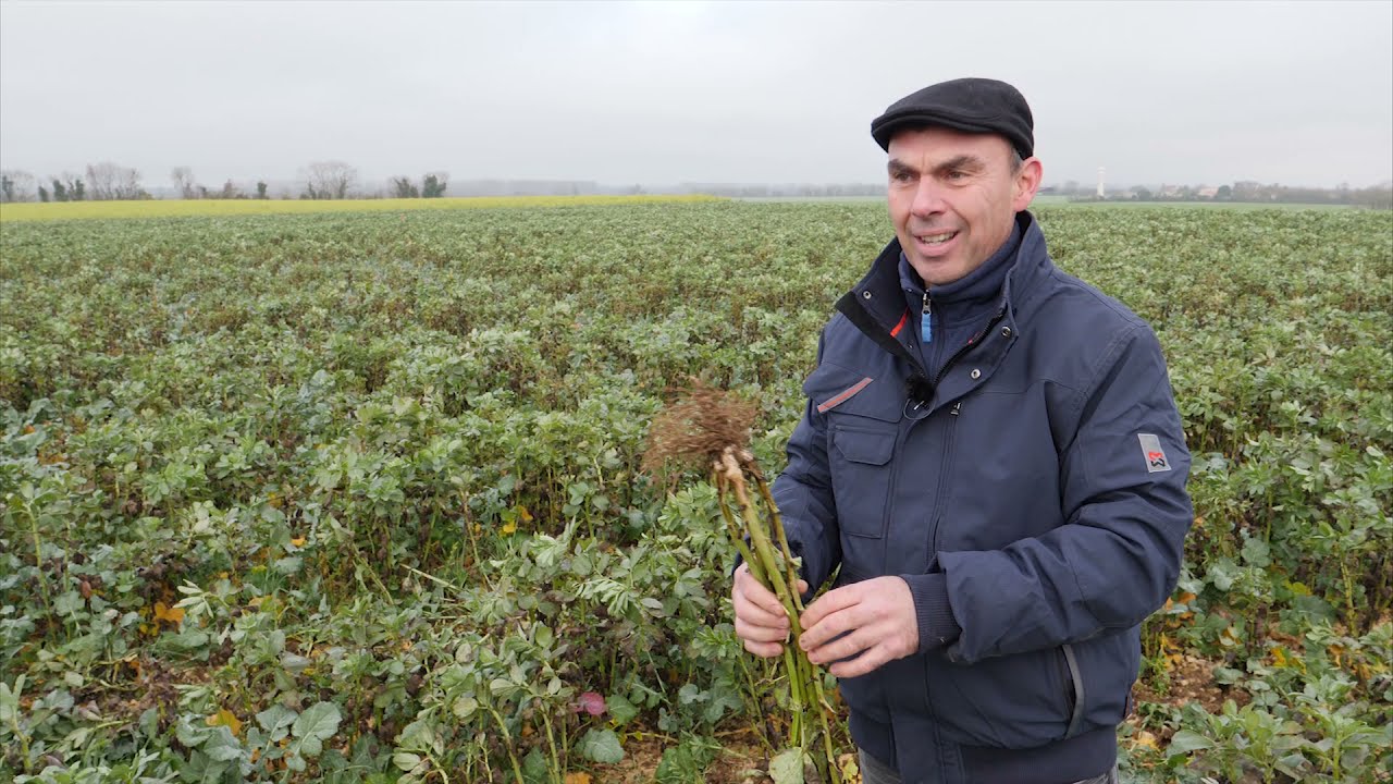 COLZA ASSOCIE - Avec la féverole, une organisation facile et des résultats probants Témoignage en 17