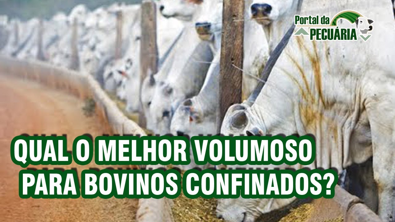 Qual o melhor volumoso para bovinos confinados?
