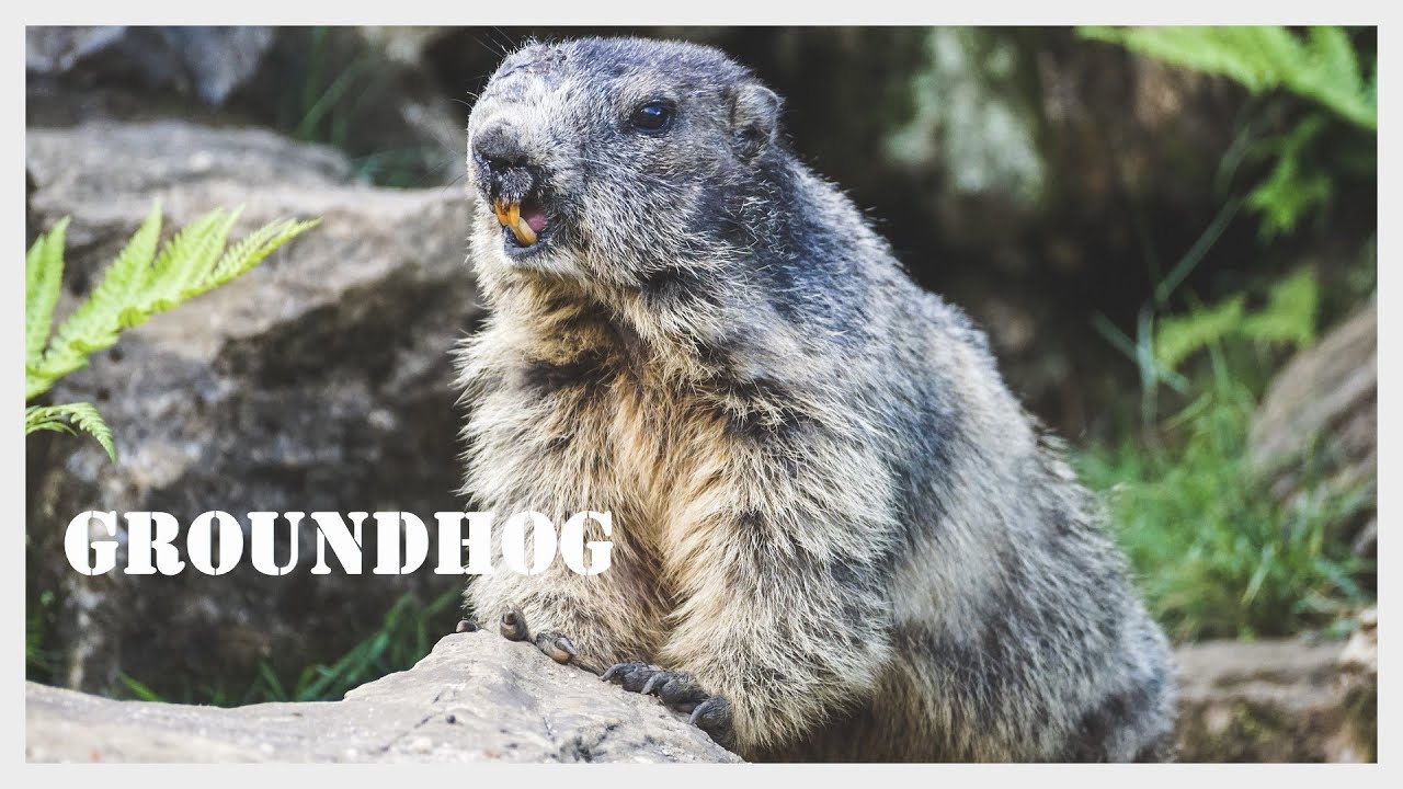 Groundhog screaming / Woodchuck call / Groundhog sound / Whistlepig