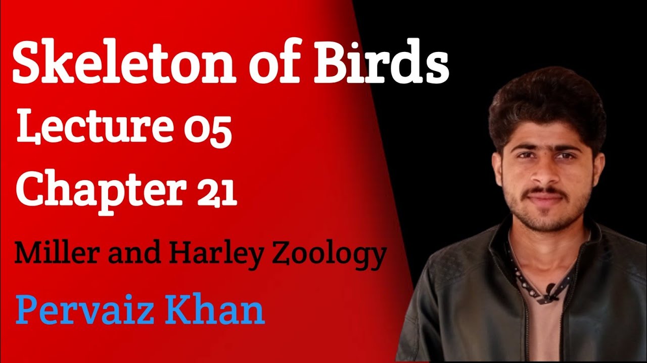 Skeleton of Birds|Miller and Harley Zoology