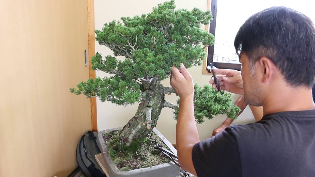bonsai　japaneae pine　盆栽教室　五葉松