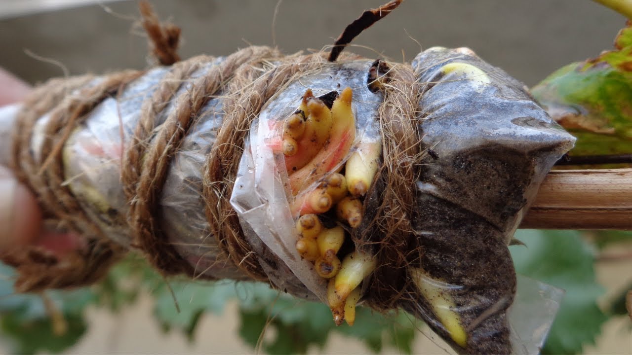 Multiple air layers off single Branch? - How To Air Layer GrapeVine (Urdu/Hindi)