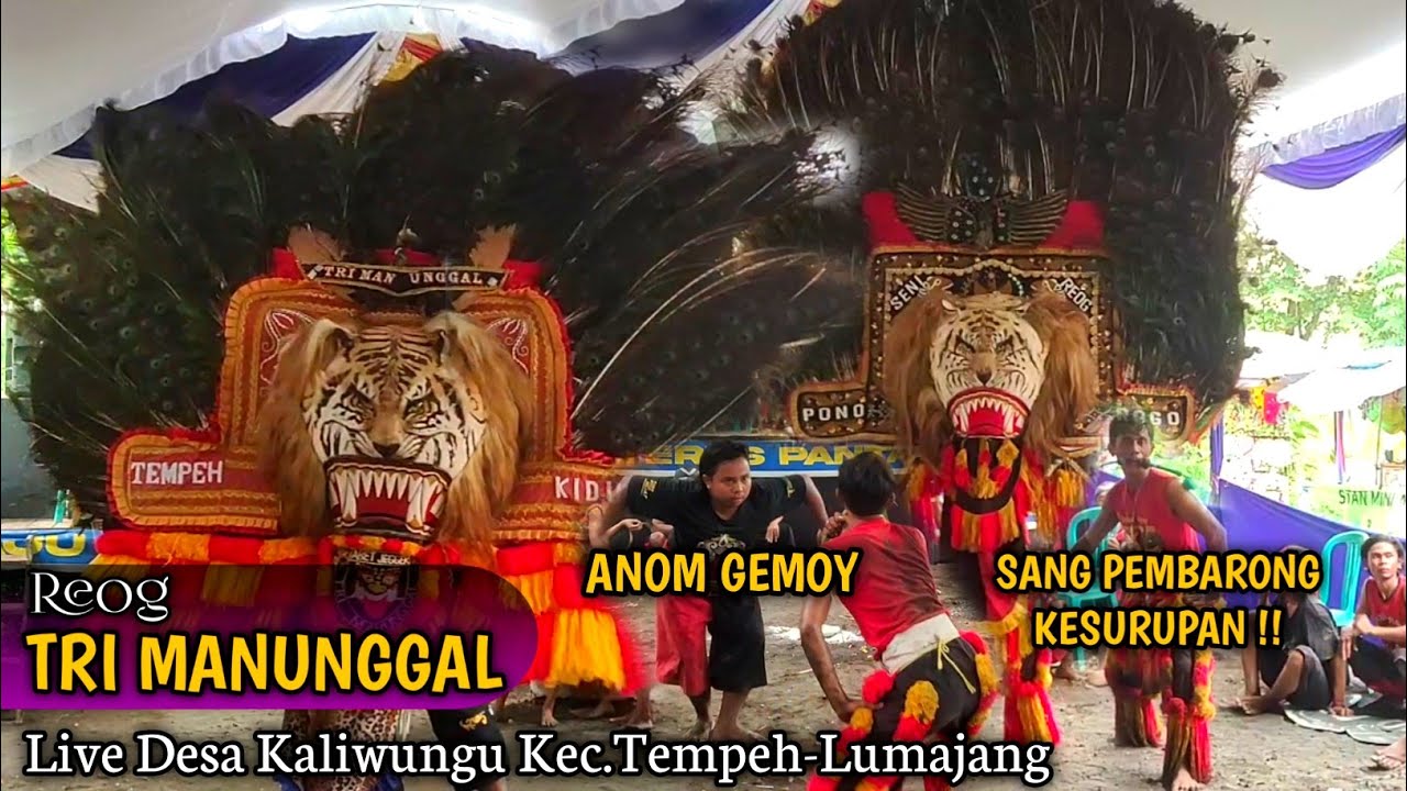 SOLAH REYOG TRI MANUNGGAL TERBARU-ANOM GEMOY BIKIN ULAH MAMONG CREW|TEMPEH-LUMAJANG