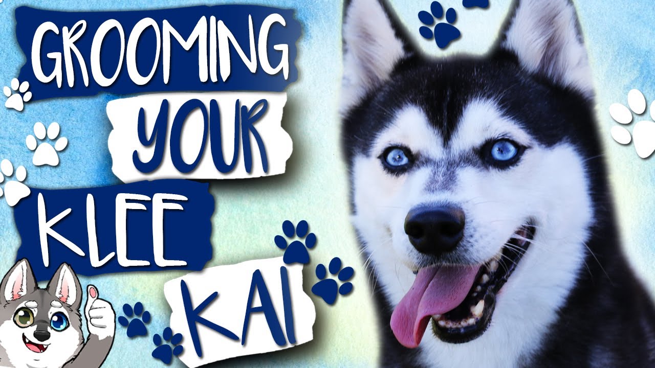 Grooming the Alaskan Klee Kai | Do Alaskan Klee Kai Shed?