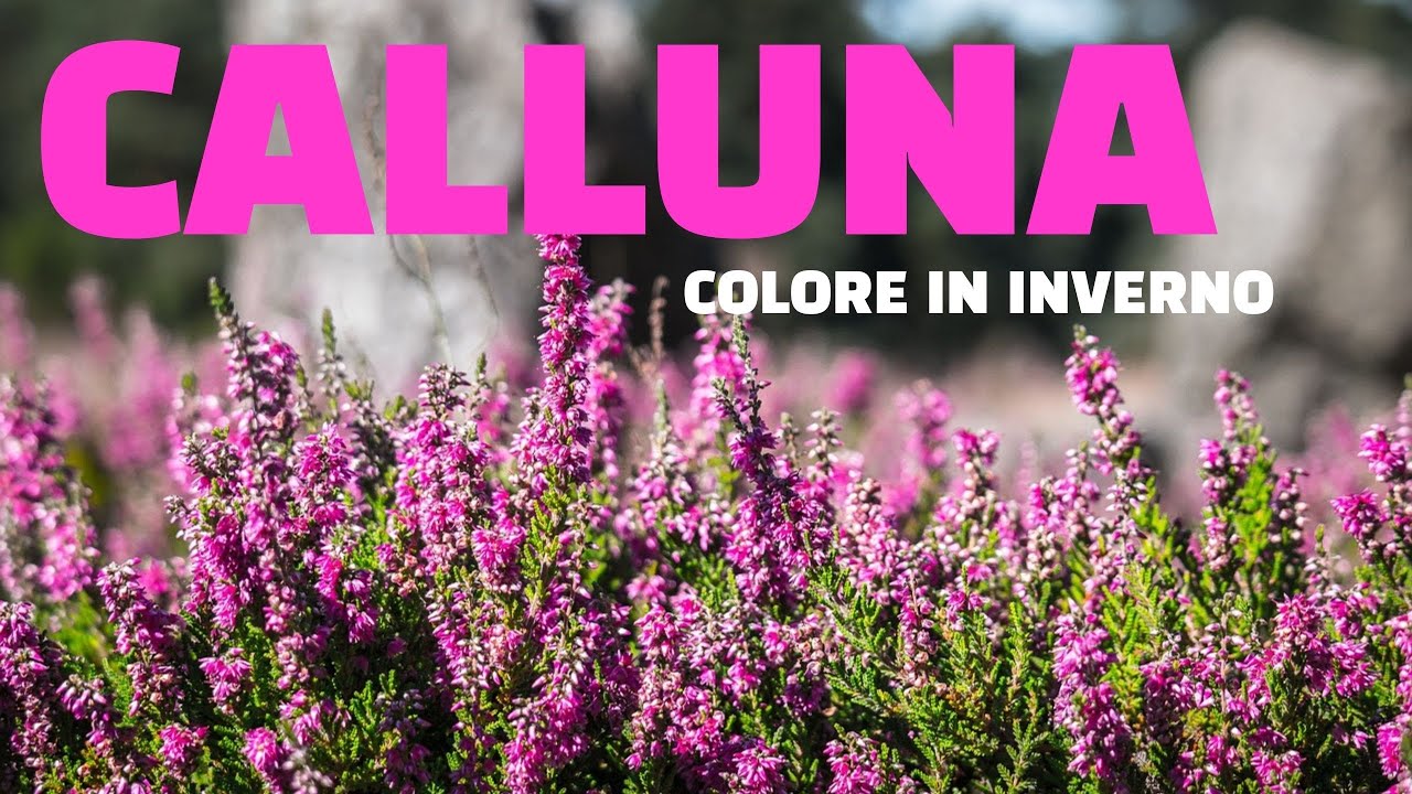 Colore in inverno? Ecco la CALLUNA!