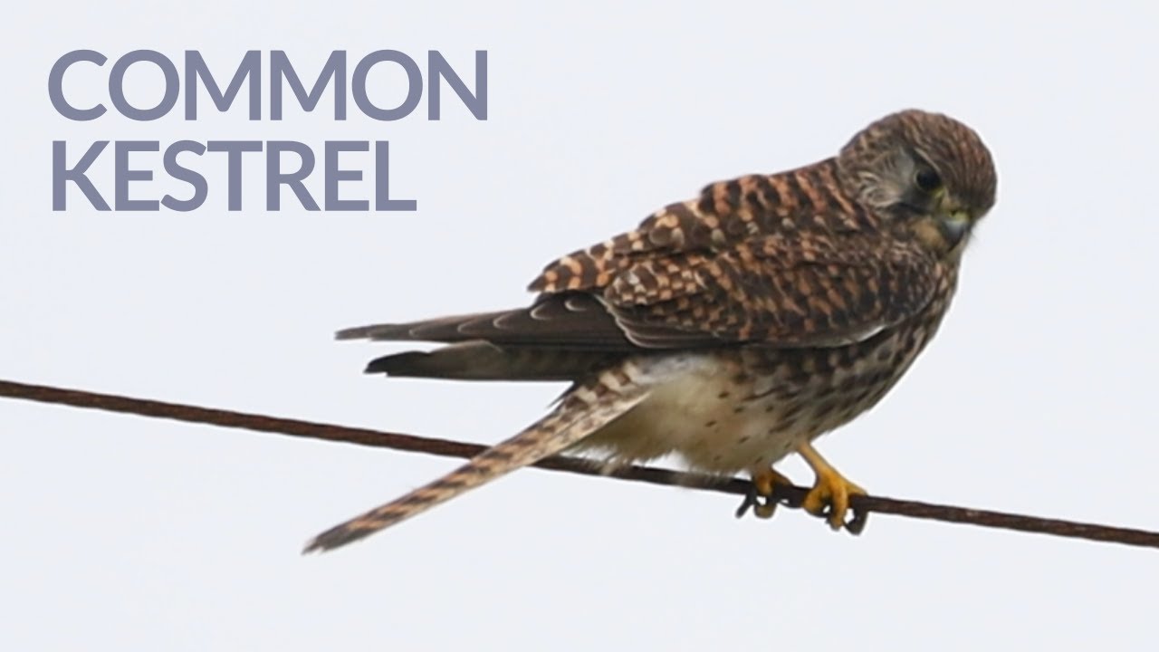 Female Common Kestrel Perches on Electric Cable in Strong Wind 🌀強風に耐えるメスのチョウゲンボウ