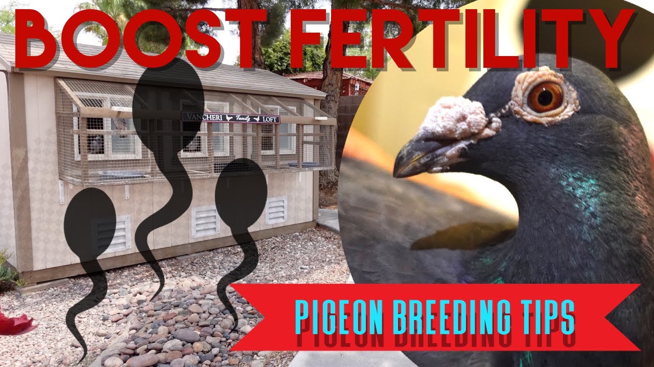 Boosting FERTILITY in your BIRDS #pigeons #breeding #racingpigeons