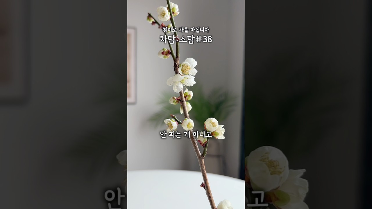 [차담:소담] 38. 먹어는 봤는가! 생 매화 꽃차