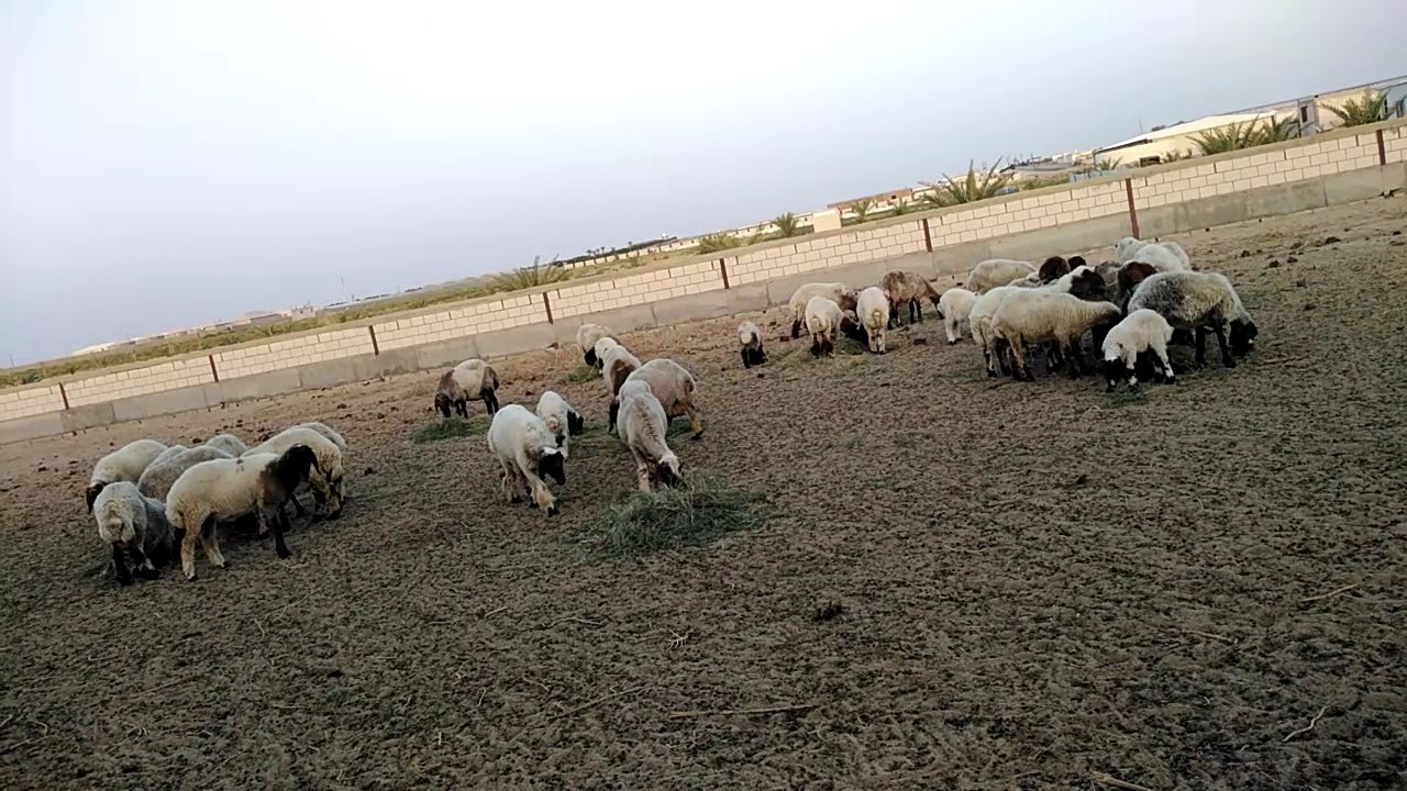 زياده التؤائم في الاغنام /فوائد الدفع الغذائي للحلال والمربي