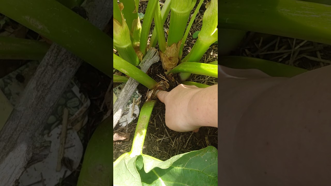 How to remove Rhubarb flowers