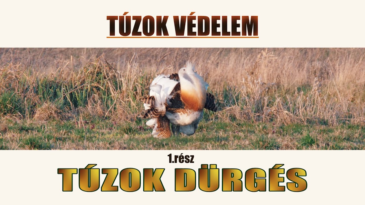 Túzok védelem (1.rész) - DÜRGÉS