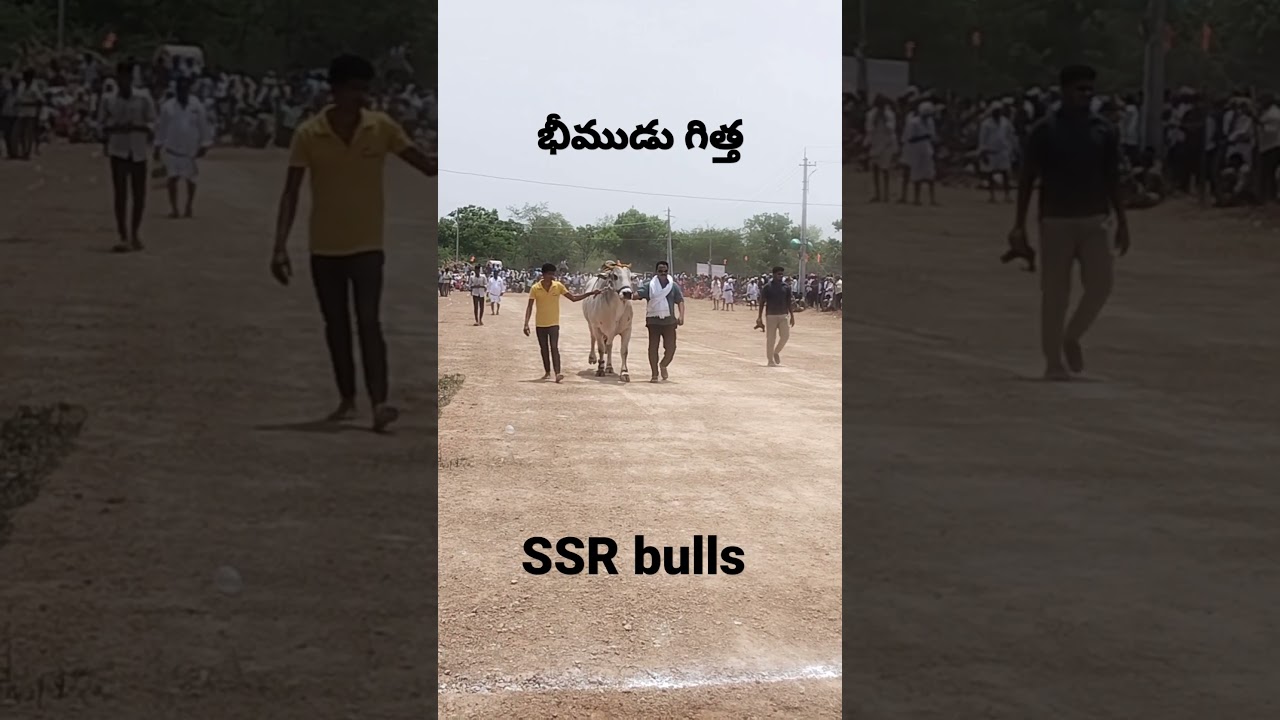 SSR bulls bheemudu ongole jathi gittalu power full 