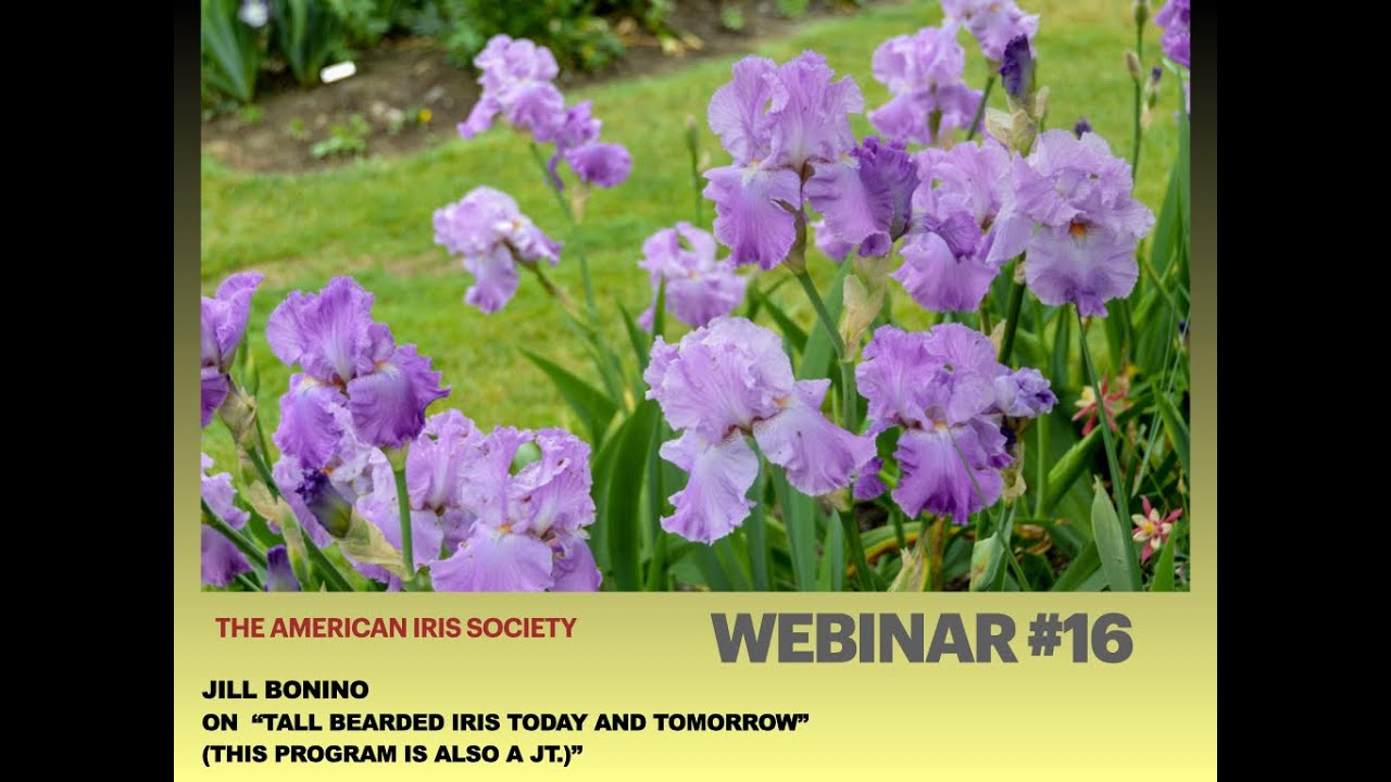 AIS Webinar #16 Jill Bonino on 