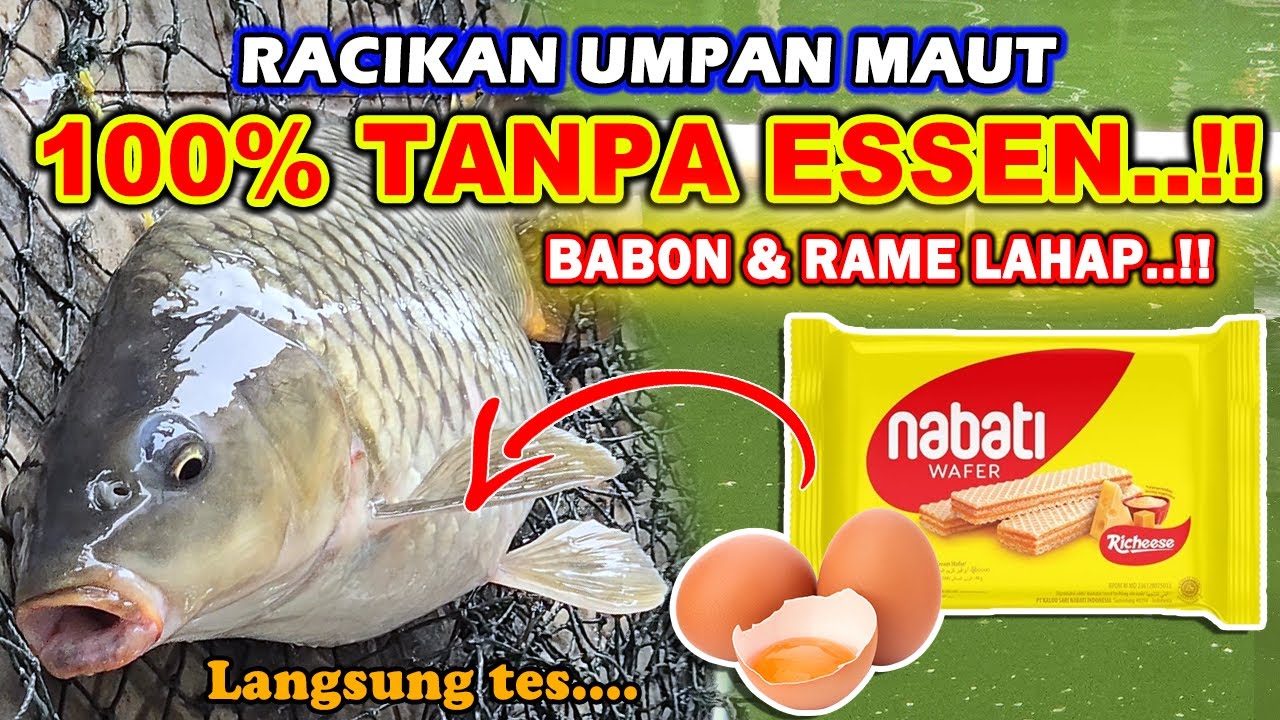 BONGKAR RAHASIA TERBARU !! RACIKAN UMPAN IKAN MAS TANPA ESSEN SPESIAL UNTUK BABON & RAME ❗❗