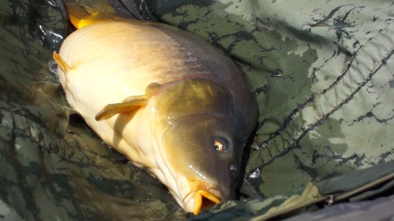 Old Pollard Lake - Karpervissen in Frankrijk, Carp fishing in France, Karpfenangeln in Frankreich!