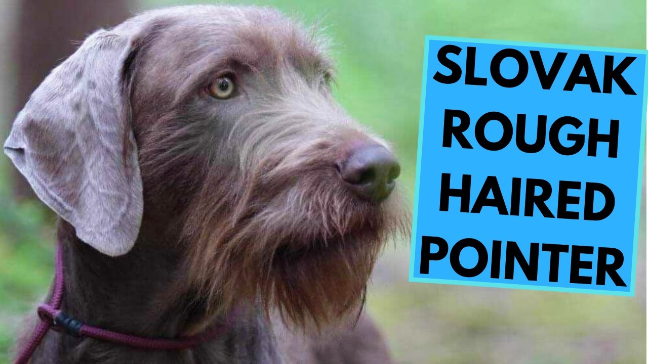 Slovak Rough Haired Pointer - TOP 10 Interesting Facts - Slovensky Hrubosrsty Stavac