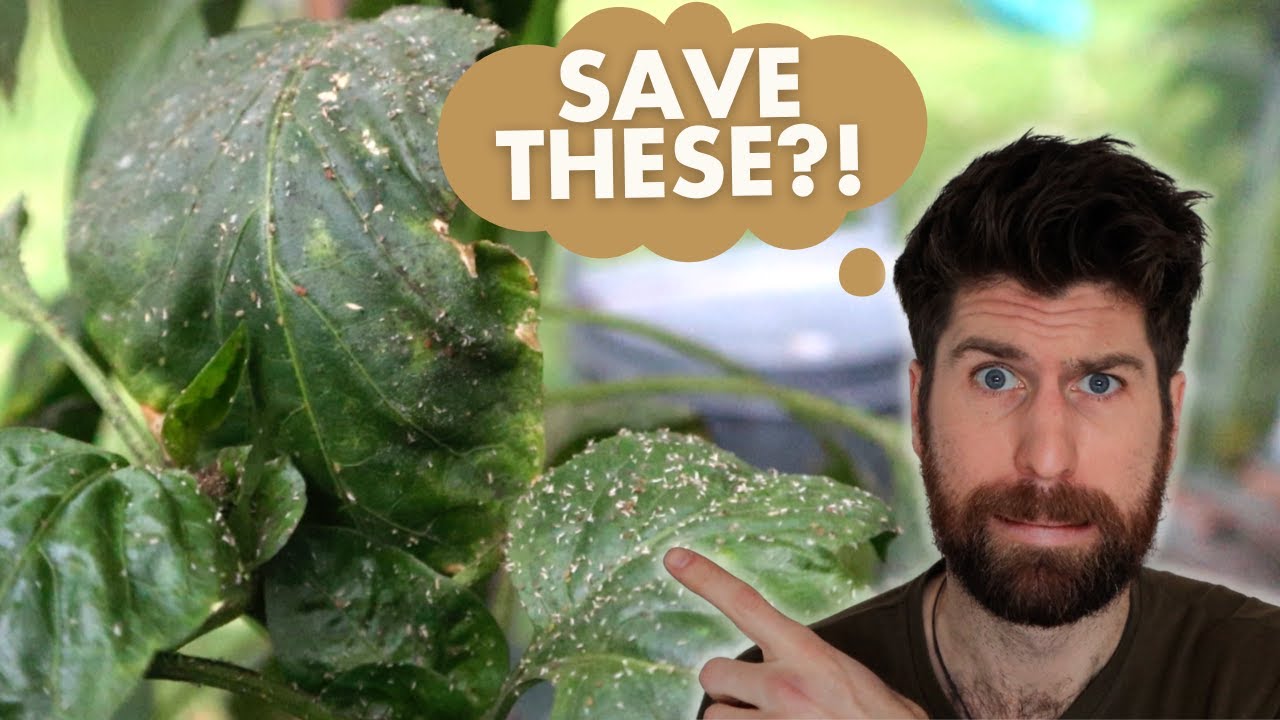 Can I save these aphid infested peppers?!