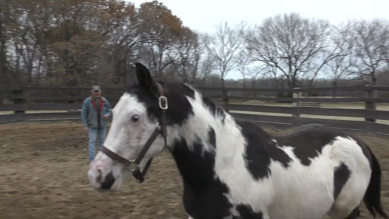 Evaluating an Older Green Broke Horse  Part 1