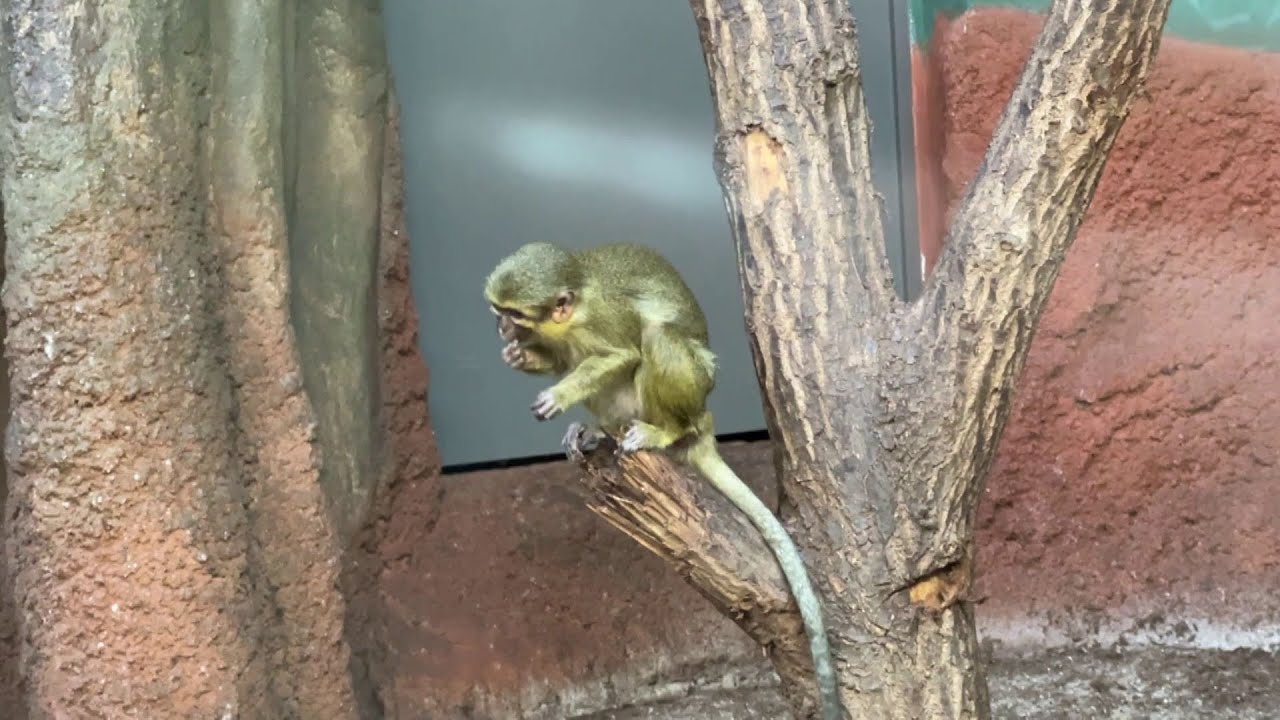 Zoo Praha se snaží o záchranu talapoinů severních