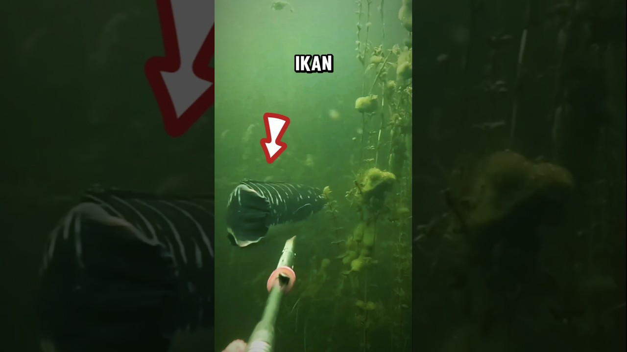 APA YANG TERJADI SAAT SPEARGUN MENEMBAK IKAN INI? TERNYATA HASILNYA ITU 
