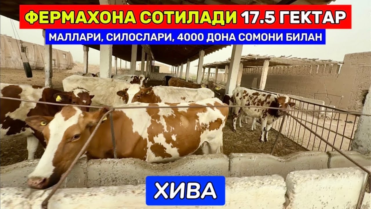 ФЕРМАХОНА СОТИЛАДИ МОЛЛАРИ БИЛАН 17.5 ГЕКТАР ХИВА ОҚЁП 17-мая 2025 г.