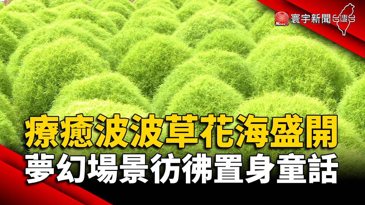 療癒波波草花海盛開 夢幻場景彷彿置身童話世界｜#寰宇新聞 @globalnewstw