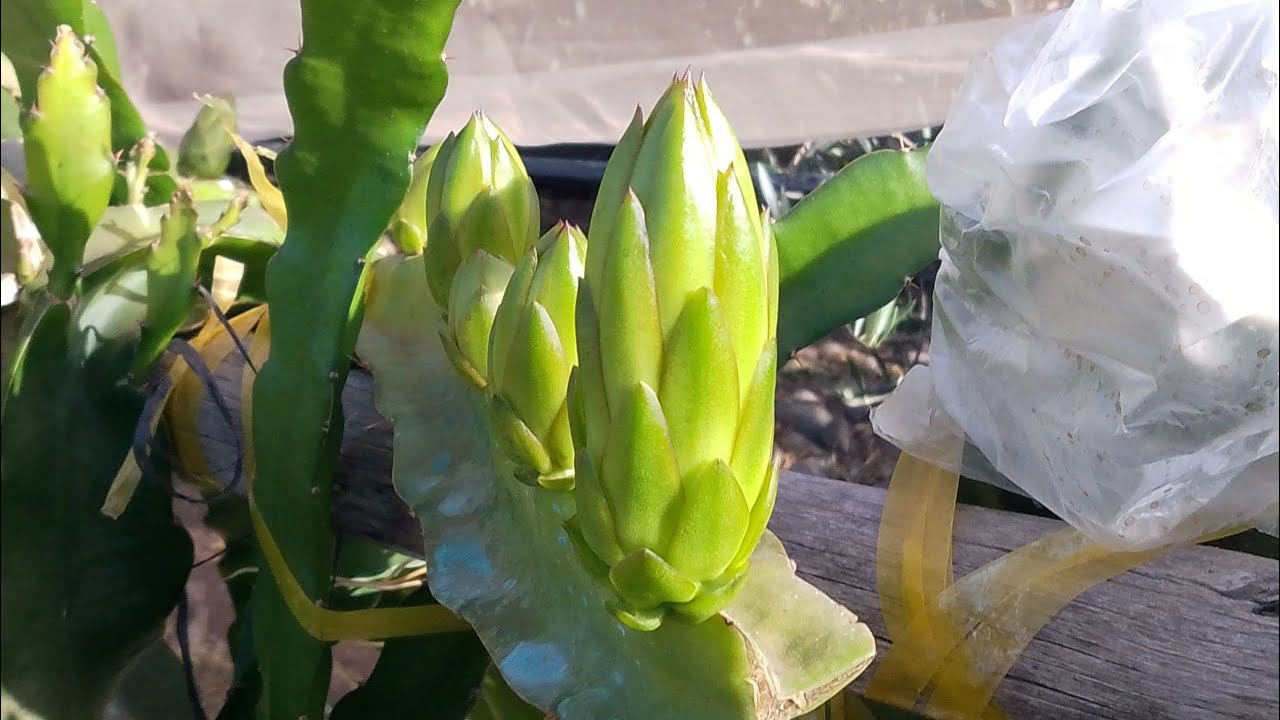 Crecimiento de botones florales de Pitahaya después de 20 días