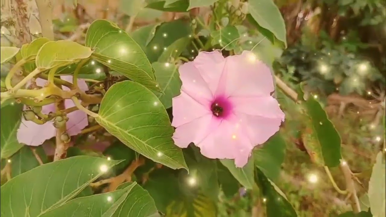 Soy como una flor en el jardín de Dios hermoso video con flores