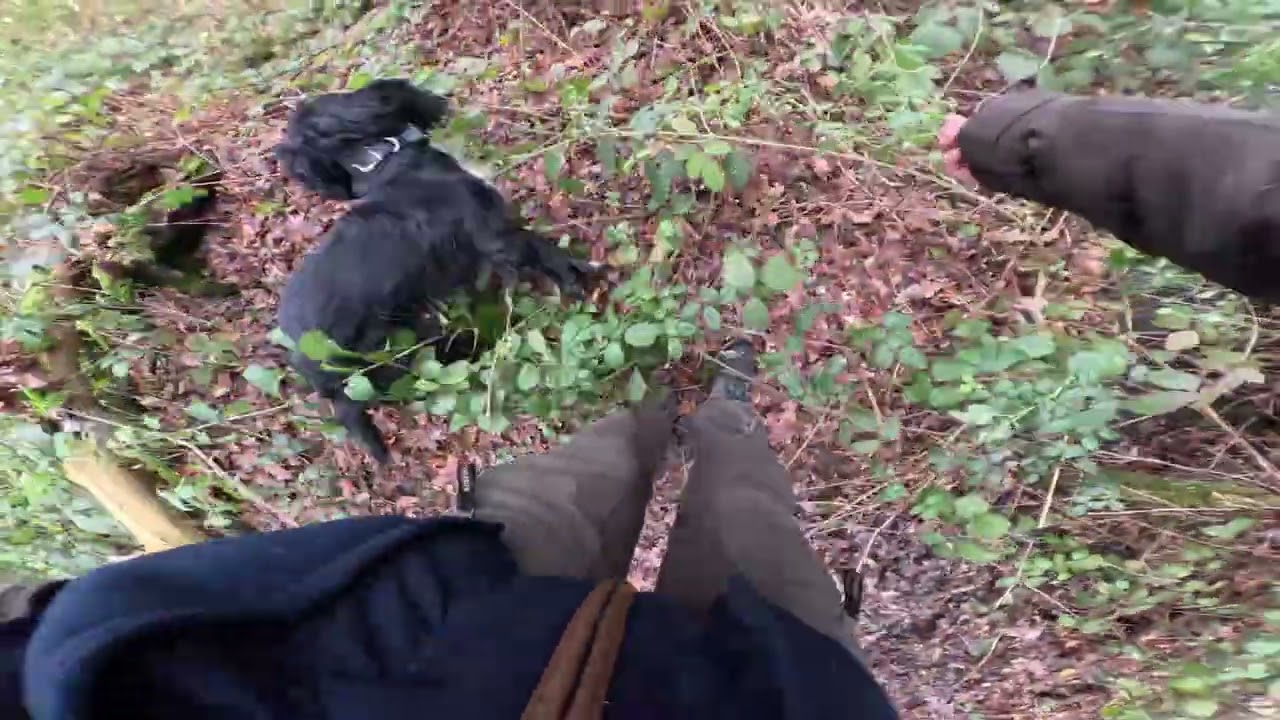 First season beating