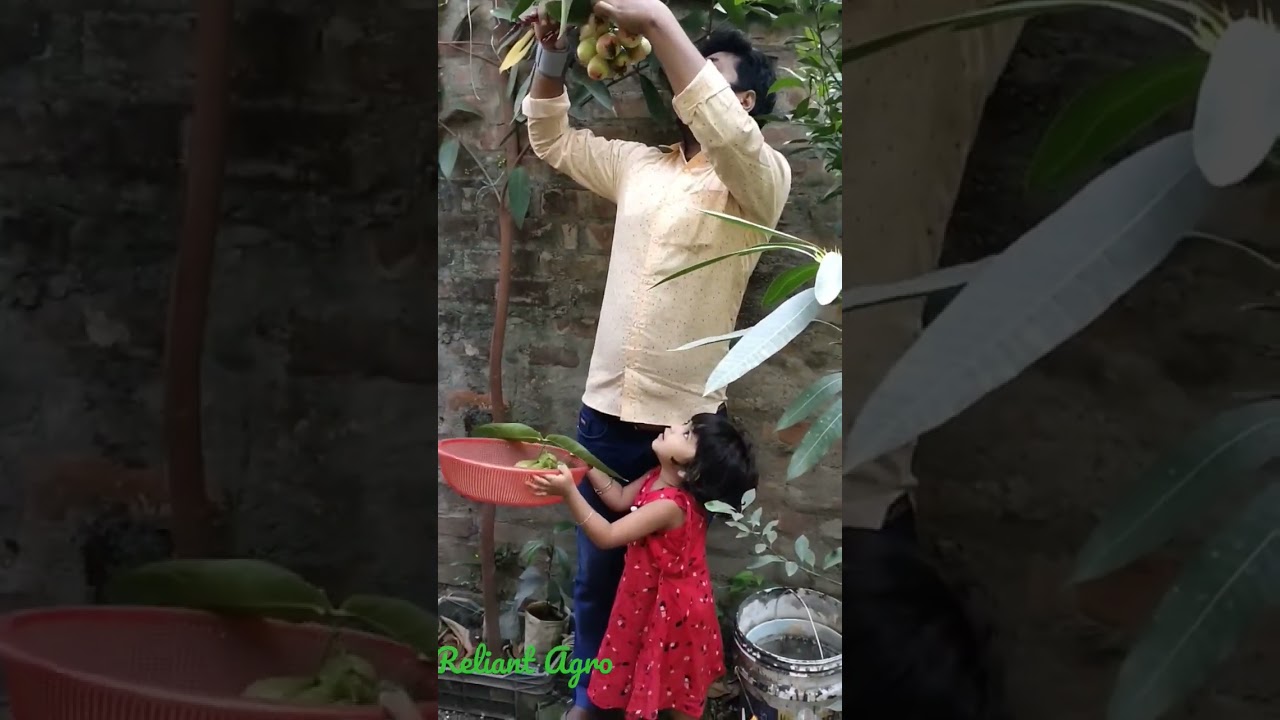 Water apple harvesting #fruit #shorts