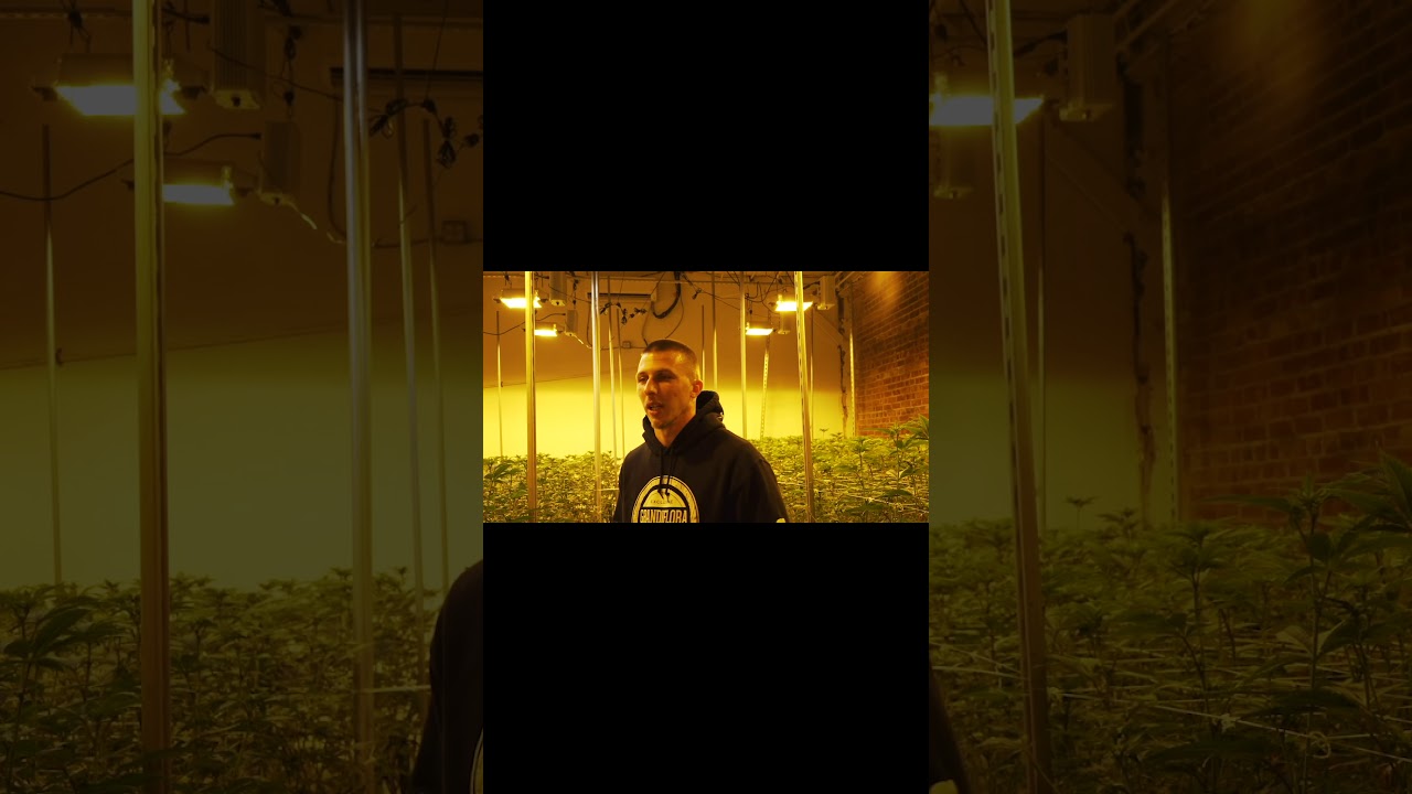 GRANDIFLORA #Grandiflora #GrandifloraGenetics #Cookies