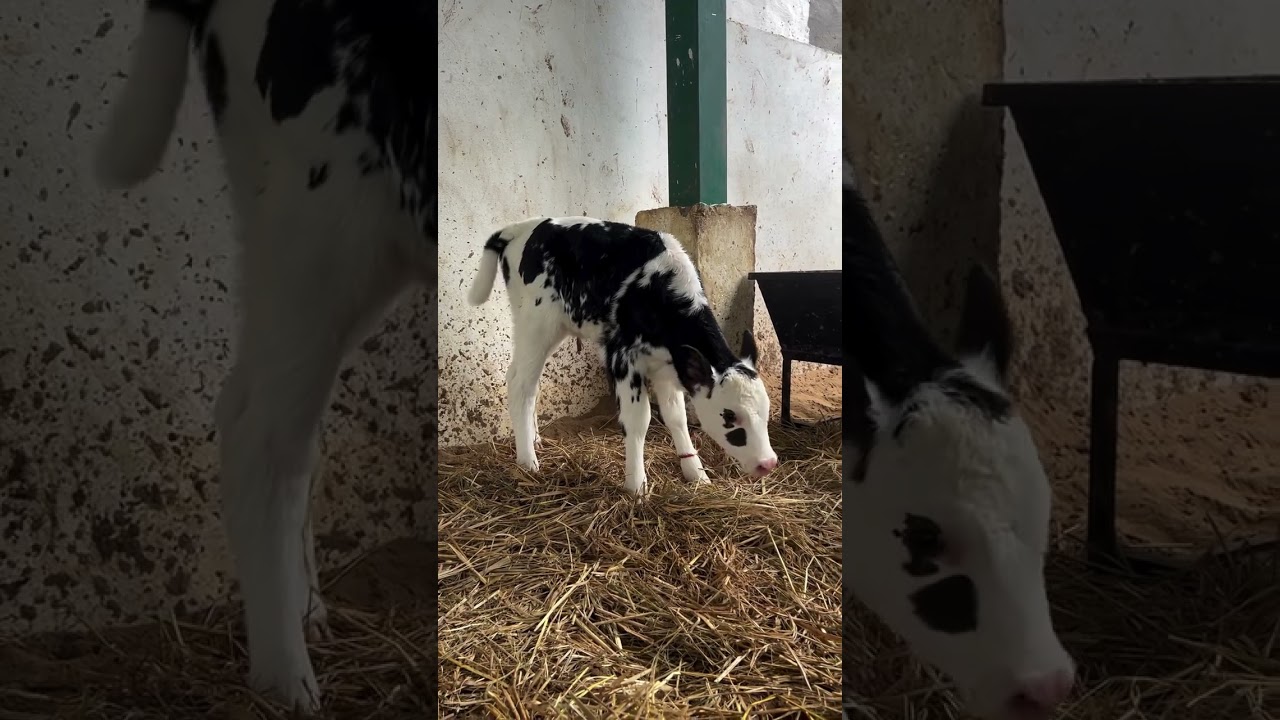 #cow