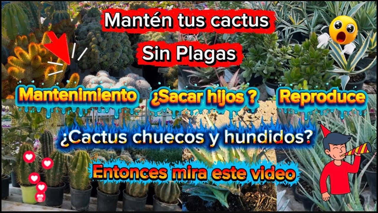 ¿Cactus chuecos y hundidos? Entonces mira este video ?