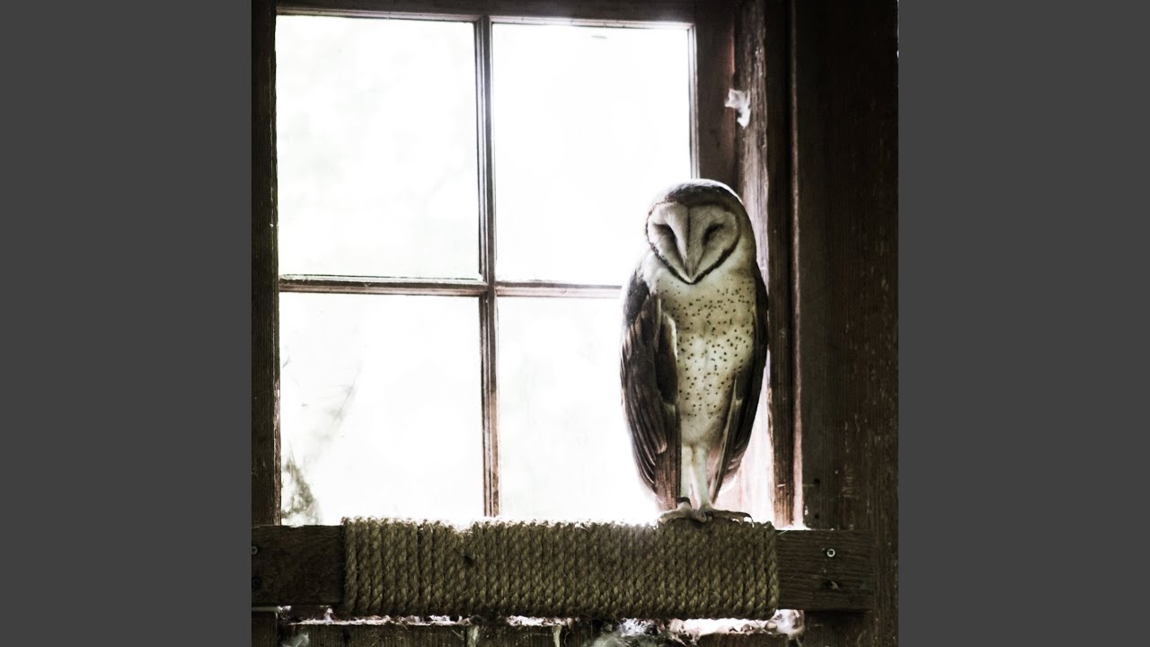 Planet Caravan (Black Sabbath Cover)