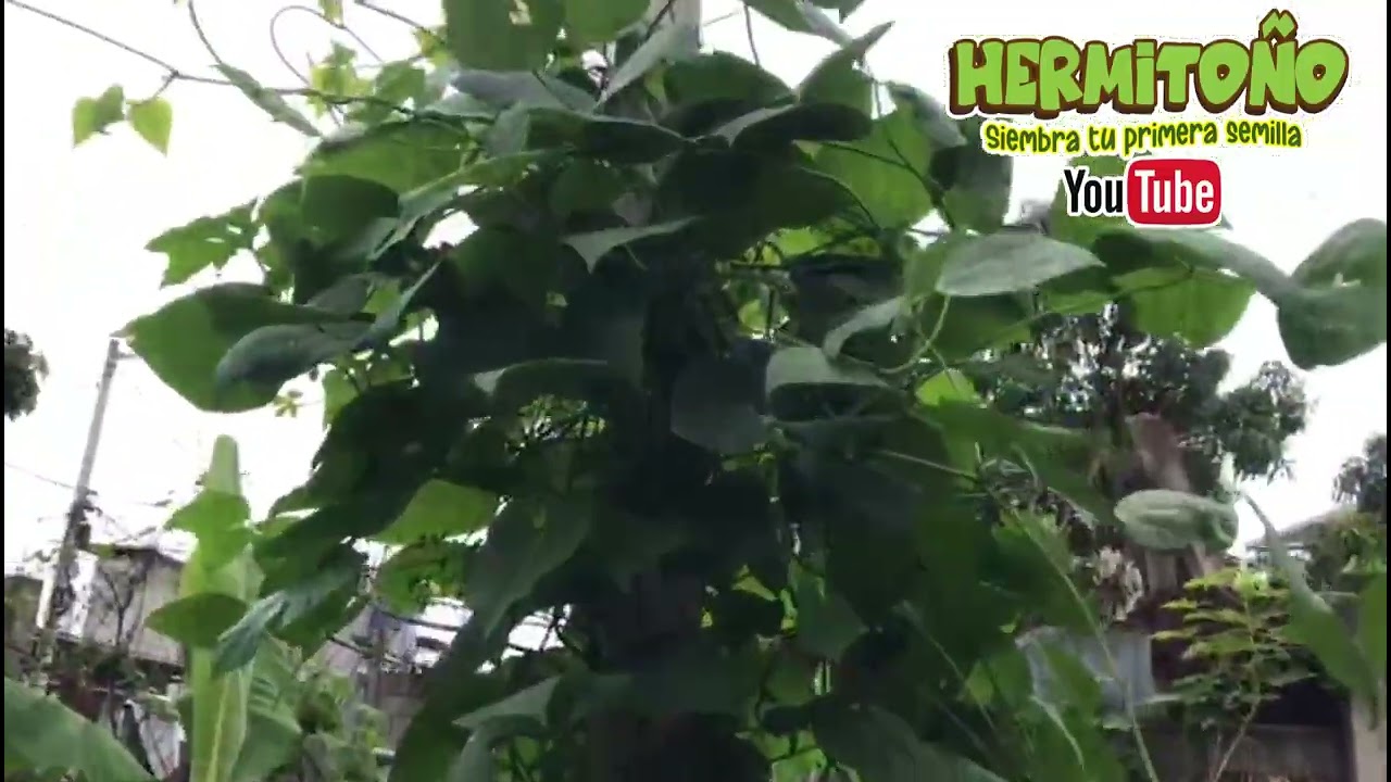 SEGUNDO HUERTO MANTENIMIENTO