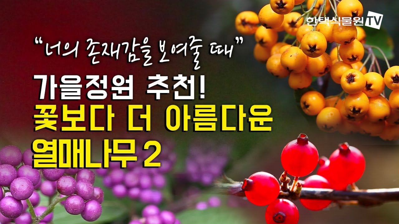 [가드너와의 산책] 가을정원 추천 꽃보다 아름다운 열매나무 2