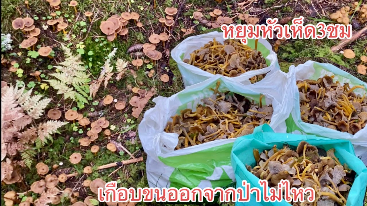#หยุมหัวเห็ด3ชม เกือบขนออกจากป่าไม่ไหว