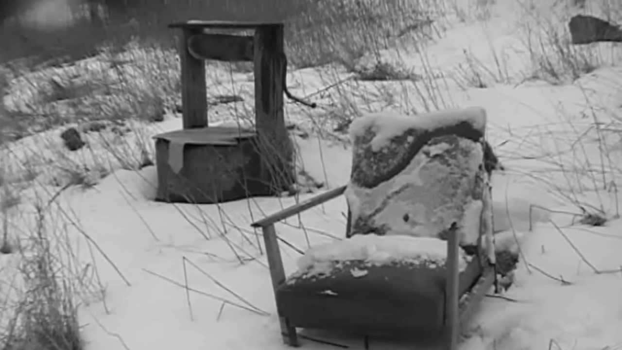 LATERNA - Zimowisko (Wintering)