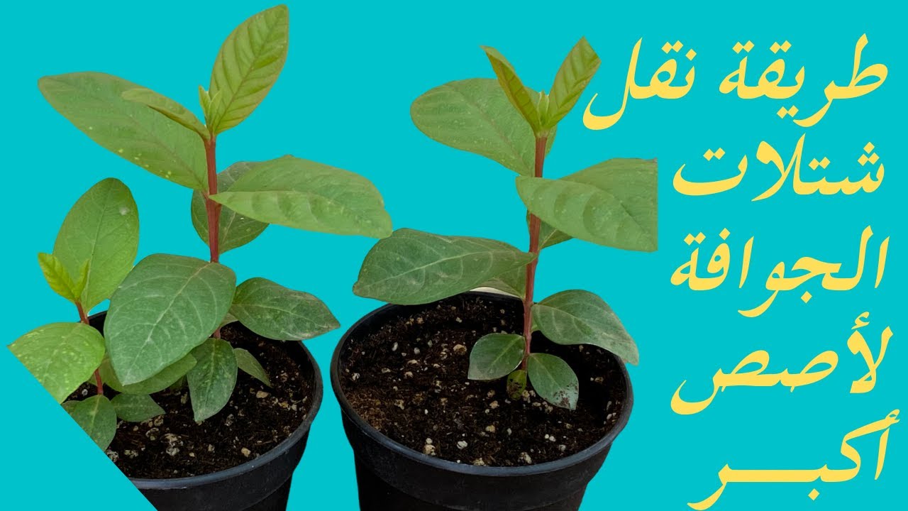 طريقة تفريد ونقل شتلات الجوافة الى أصص أكبر  يوليو ٢٠٢٢