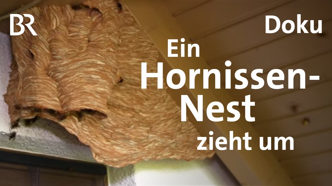 Hornissennest am Haus: So werden Hornissen umgesiedelt | Zwischen Spessart und Karwendel | BR