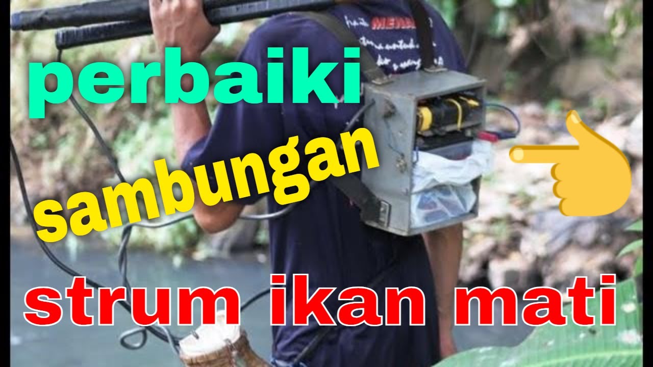 memperbaiki strum ikan mati total