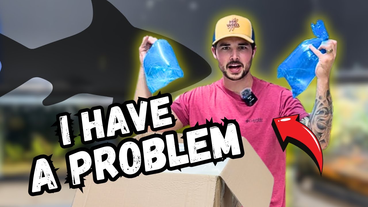 I Can’t Stop Buying Fish… It’s Getting BAD
