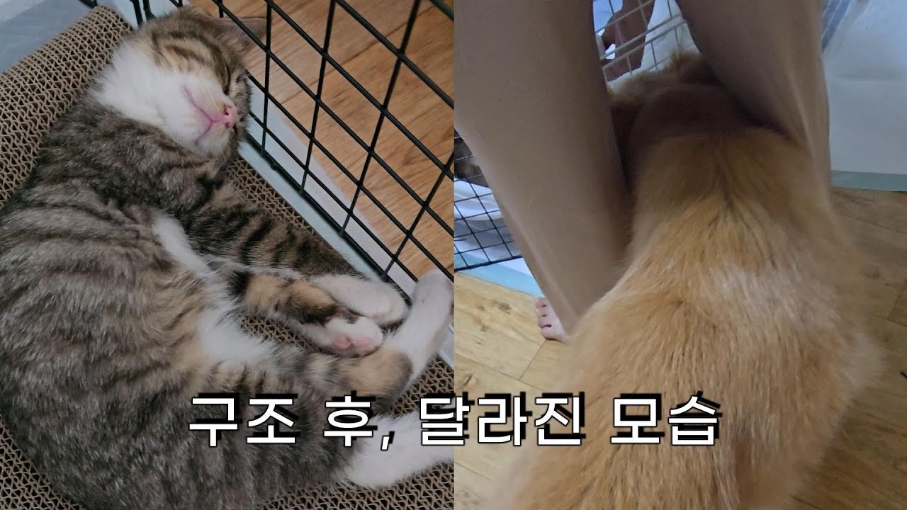 Первая встреча окрепшего котёнка с двумя собаками 🐶🐱