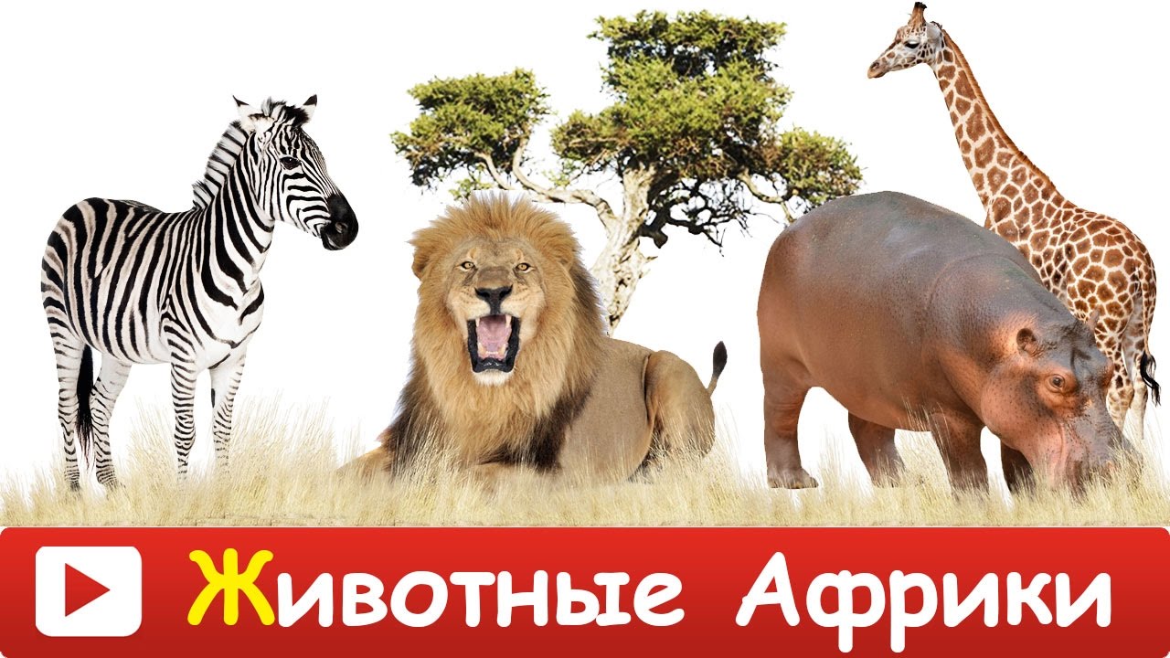 ► ЖИВОТНЫЕ АФРИКИ.  Дикие животные. Учим животных из Африки. Обучающее видео.