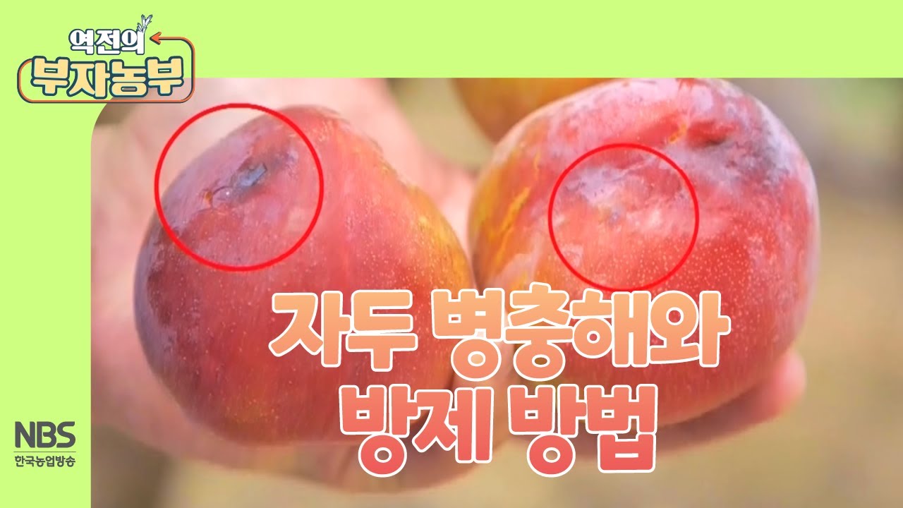 [역전의부자농부 264회] 자두 병충해와 방제 방법