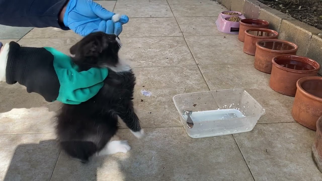 Giving medicine to stray sick Kittens