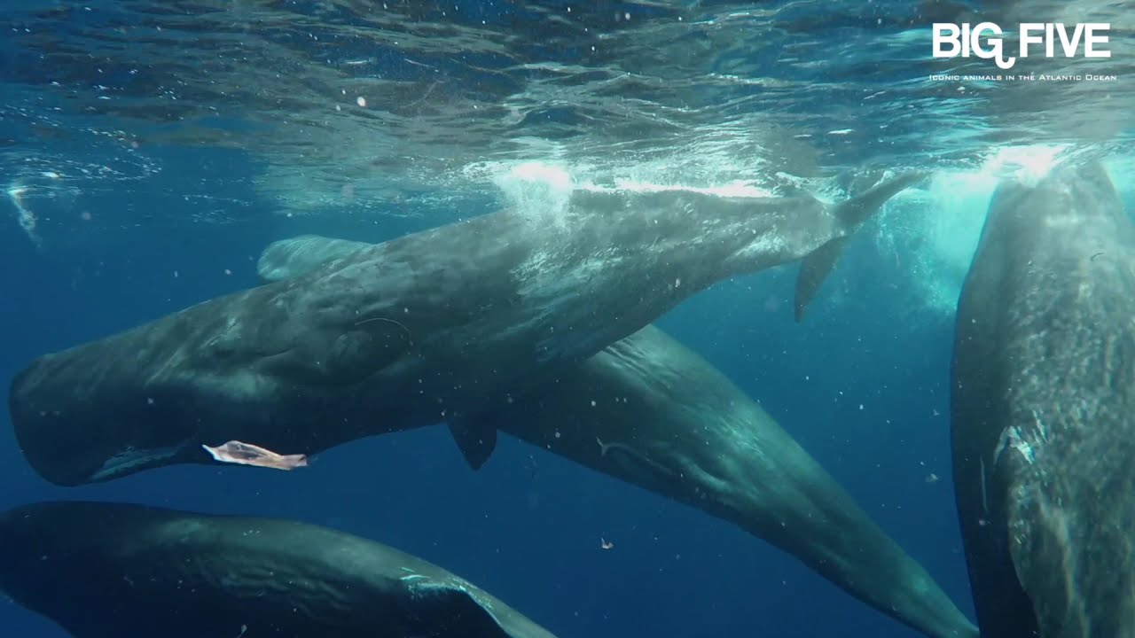 BIG FIVE Iconic Animals in the Atlantic Ocean